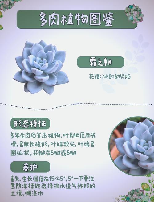 冰种雪花棉木那料在园艺中的诗意诠释——多肉植物鉴赏与养护指南 结语