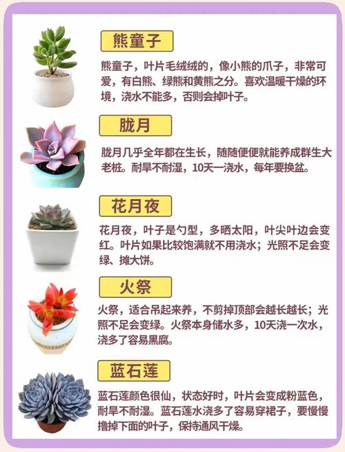 冰种雪花棉木那料在园艺中的诗意诠释——多肉植物鉴赏与养护指南 常见问题解答