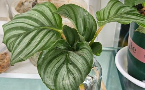 青苹果绿植怎么养？家庭绿萝（麒麟叶）养护全攻略