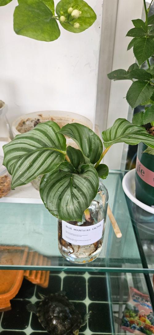 青苹果绿植怎么养?家庭绿萝(麒麟叶)养护全攻略 青苹果绿植怎么养?家庭绿萝(麒麟叶)养护全攻略