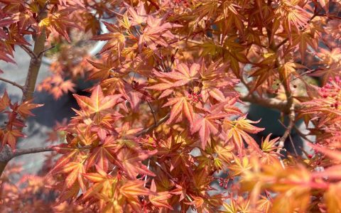枫树是什么颜色的？从叶色变化到秋季景观应用全解析