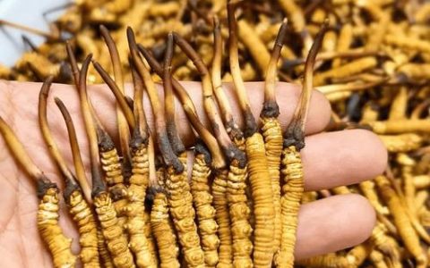 野生冬虫夏草哪里买？采购渠道分析与科学鉴别指南