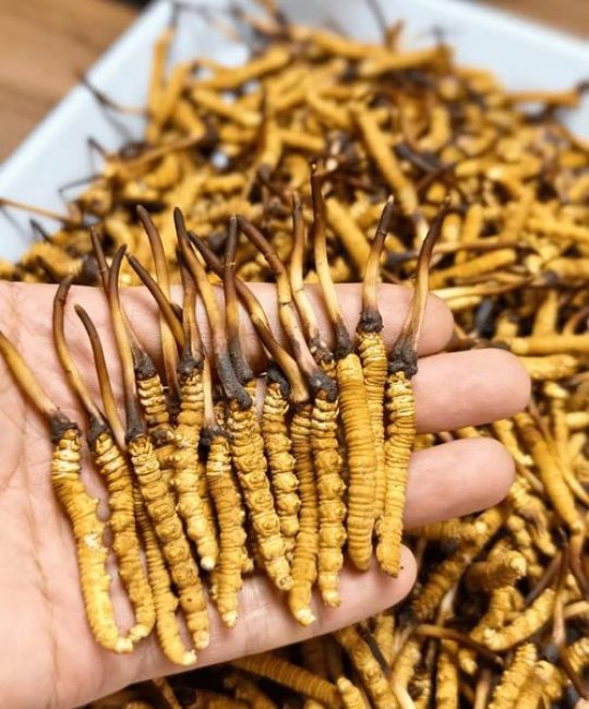野生冬虫夏草哪里买？采购渠道分析与科学鉴别指南