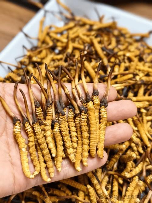 野生冬虫夏草哪里买?采购渠道分析与科学鉴别指南 一、明确采购需求,初步筛选候选渠道