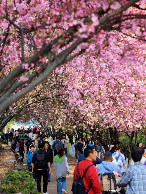 昆明赏樱全攻略:从圆通山到各大公园,带你解锁春城最美樱花季 二、昆明最佳赏樱地点推荐