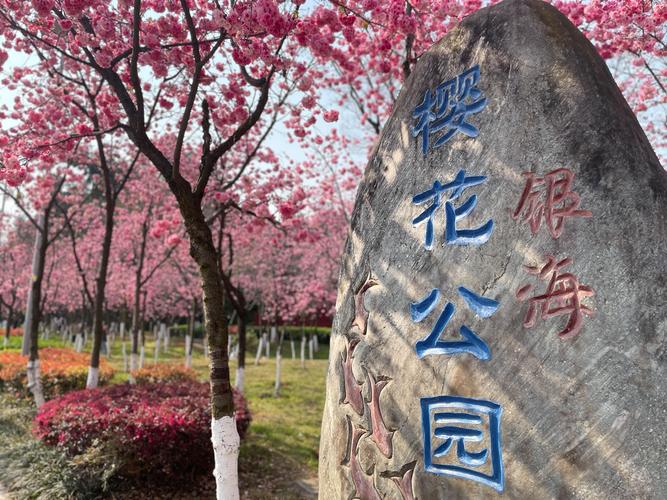 昆明赏樱全攻略:从圆通山到各大公园,带你解锁春城最美樱花季 三、赏樱拍照技巧