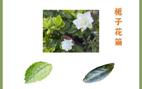 栀子花长小飞虫子怎么办？全面防治指南