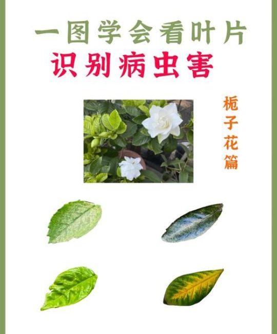栀子花长小飞虫子怎么办？全面防治指南