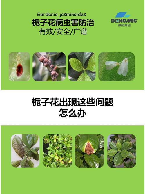栀子花长小飞虫子怎么办?全面防治指南 第一步:物理防治——低成本、无污染