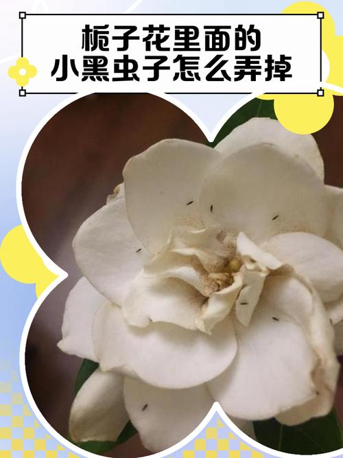 栀子花长小飞虫子怎么办?全面防治指南 第三步:化学药剂——精准施药,快速灭杀