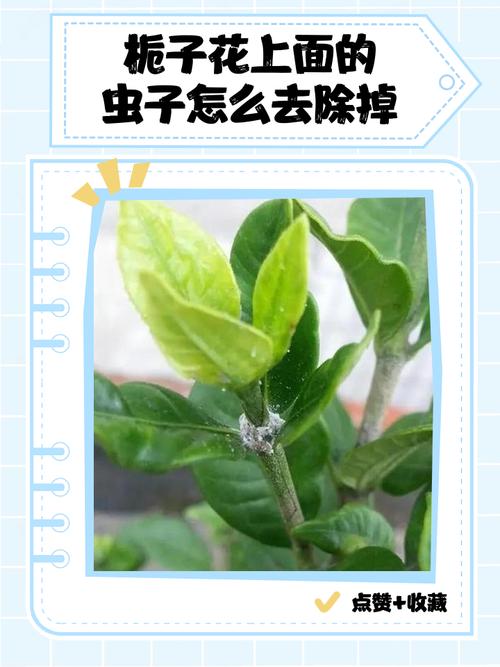 栀子花长小飞虫子怎么办?全面防治指南 总结