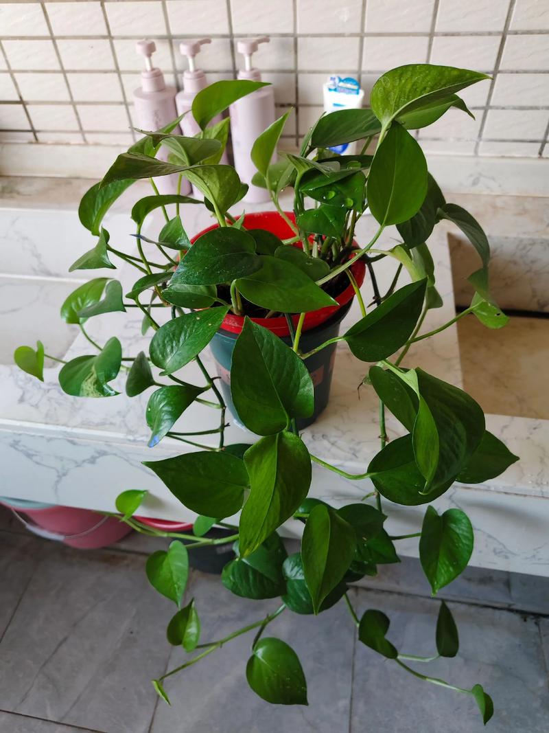 规格因素：盆器大小与植株密度决定价格区间
