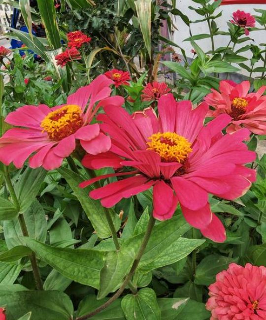 秋天开的花还有什么花？这10种惊艳秋日的花卉让你的花园秋色无边