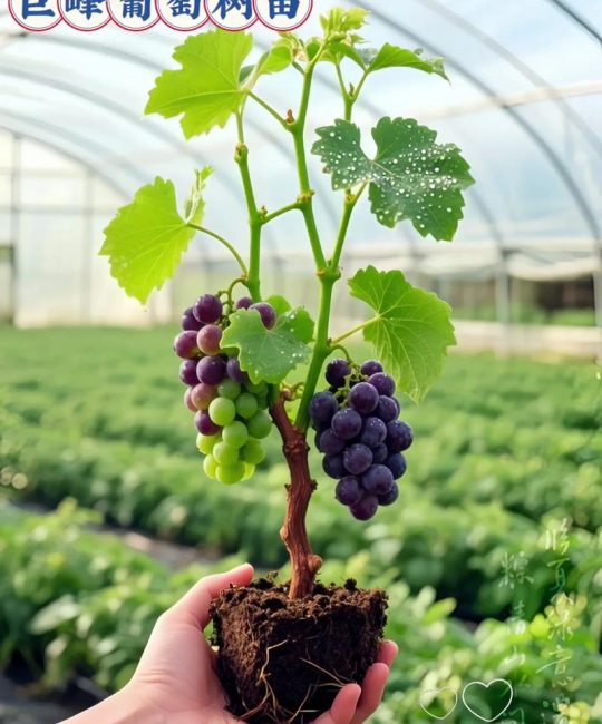 北方适合种植什么葡萄树？耐寒品种推荐与栽培要点