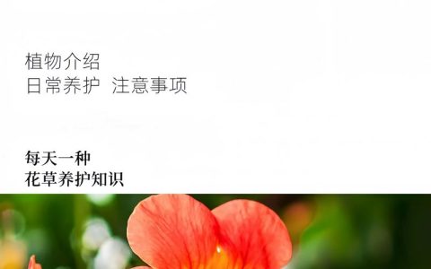 凌霄花要怎么养？掌握浇水、施肥、修剪这几个关键点，花开满墙不是难事