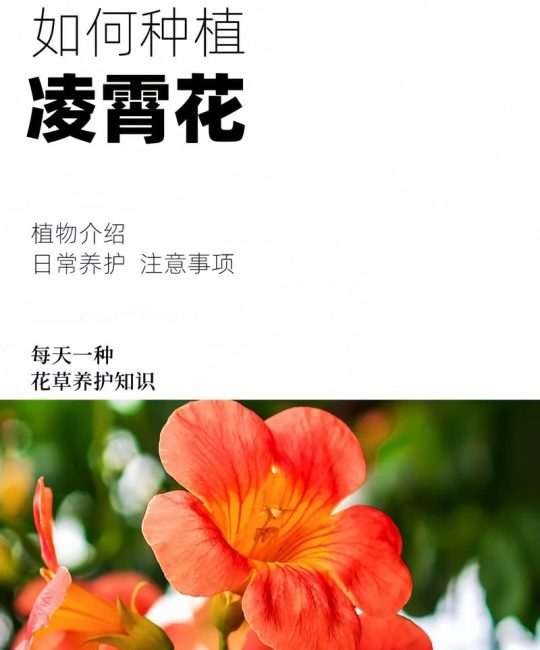 凌霄花要怎么养？掌握浇水、施肥、修剪这几个关键点，花开满墙不是难事