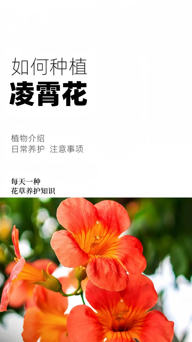 凌霄花要怎么养？掌握浇水、施肥、修剪这几个关键点，花开满墙不是难事