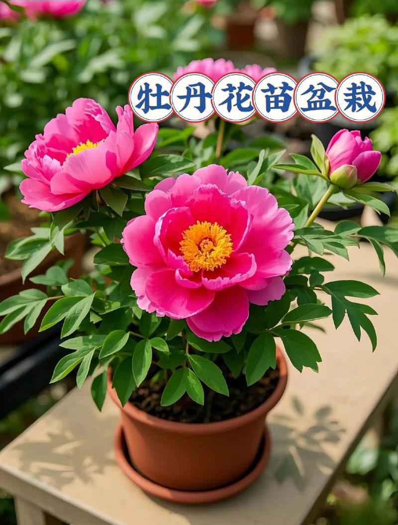 牡丹花用什么土?掌握这3个关键参数,盆栽地栽都能开爆花 常见误区与纠正