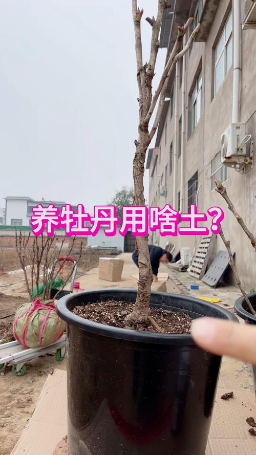 牡丹花用什么土?掌握这3个关键参数,盆栽地栽都能开爆花 总结:三个可执行动作