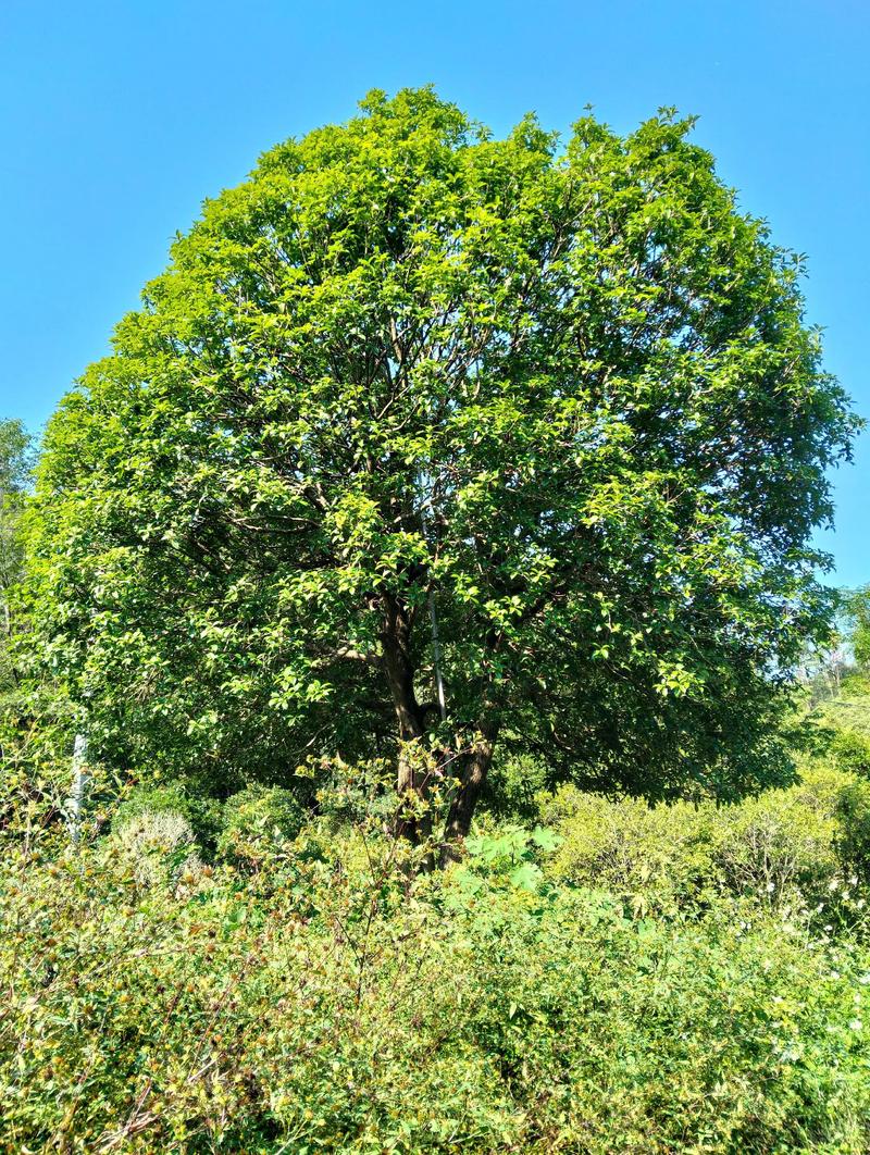 7公分的桂花树多少钱?2025年最新价格参考与影响因素分析 季节:春秋旺季价格高,夏季淡季可议价