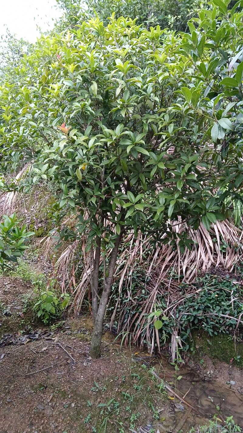 7公分的桂花树多少钱?2025年最新价格参考与影响因素分析 运输:物流成本占比10%-30%