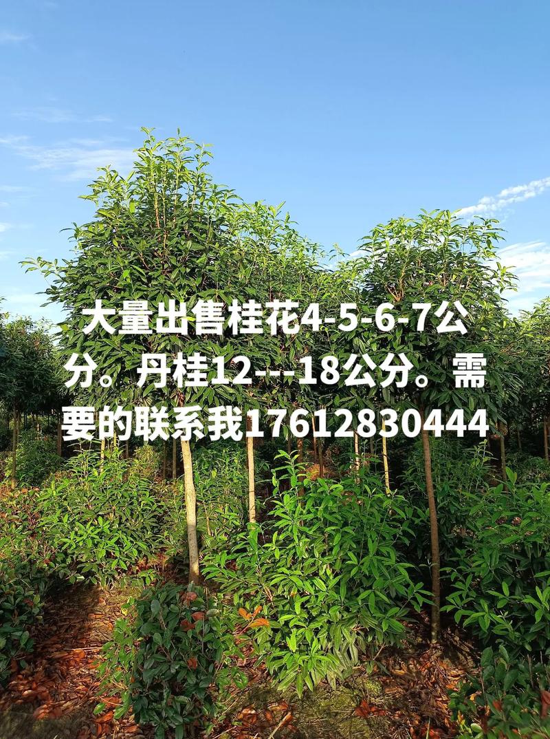 7公分的桂花树多少钱?2025年最新价格参考与影响因素分析 咨询指南:如何获取精准报价?