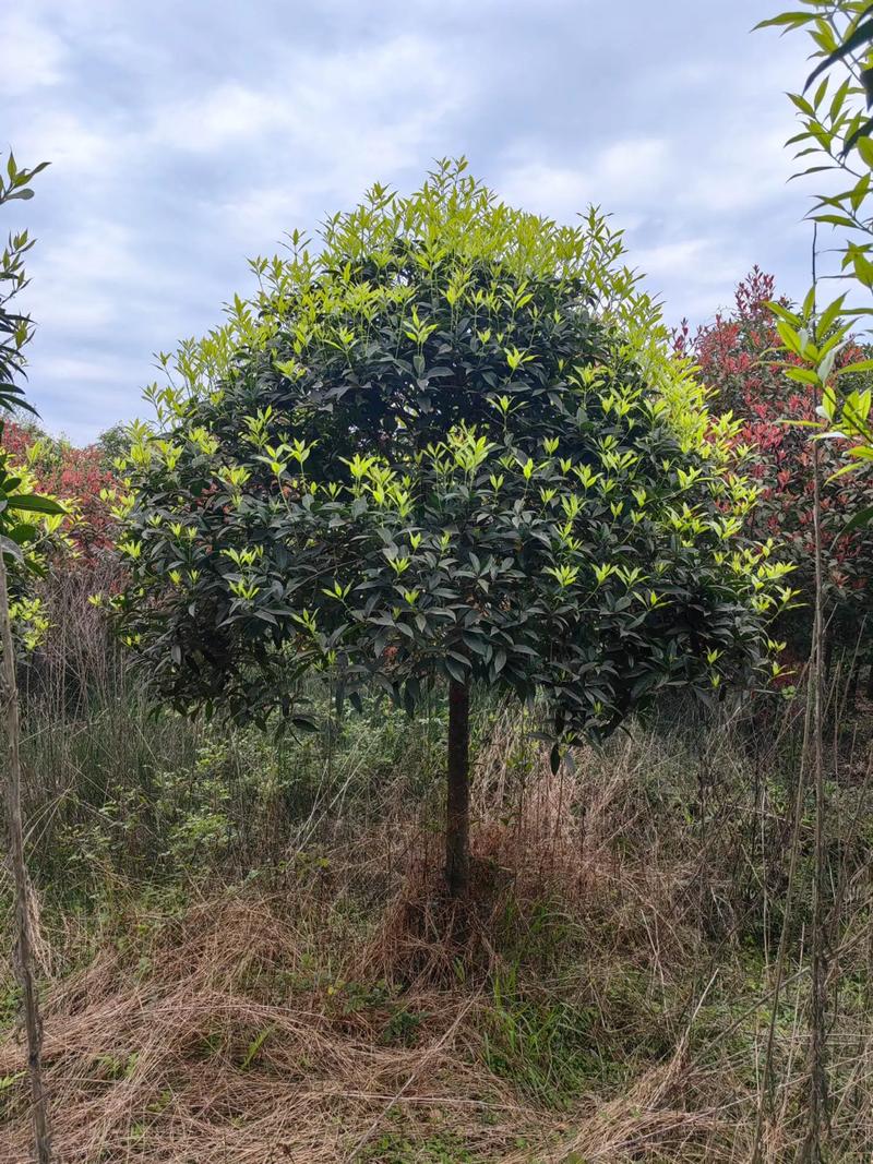 7公分的桂花树多少钱?2025年最新价格参考与影响因素分析 价格影响因素总结表