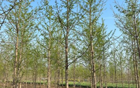 银杏树10公分价格解析：规格标准与采购指南