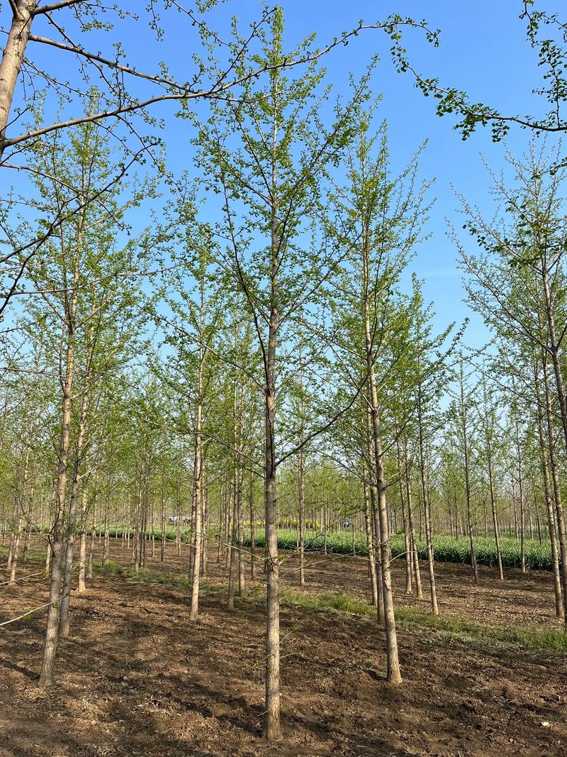 银杏树10公分价格解析:规格标准与采购指南 银杏树10公分,当前市场参考价在350元至650元之间