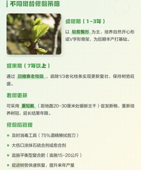 无花果树什么时候剪枝最好？家庭养护全攻略