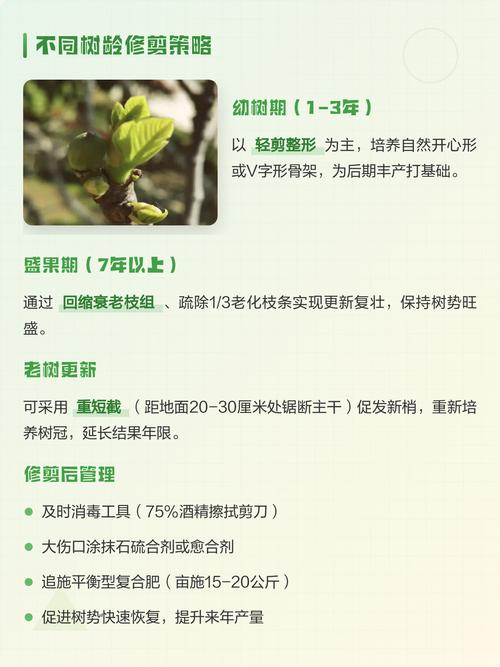 无花果树什么时候剪枝最好？家庭养护全攻略