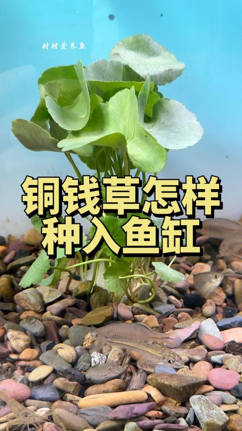 2. 铜钱草与鱼共生的关键参数