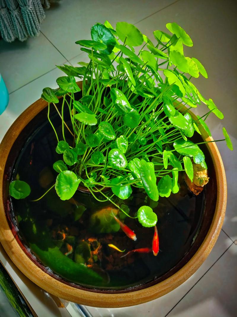 4. 种植铜钱草的操作步骤