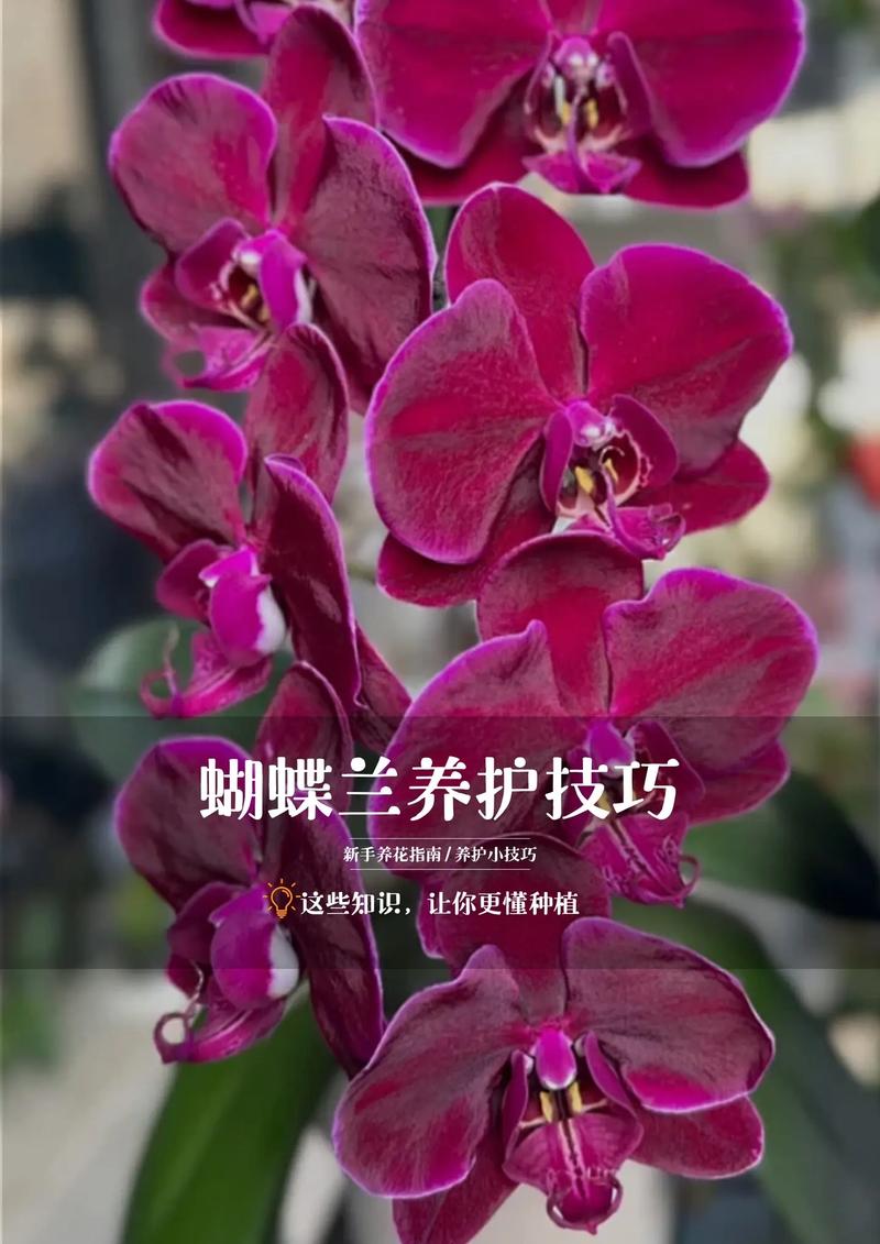 蝴蝶兰的养殖方法:花土怎么配才能养出好状态? 施肥:薄肥勤施,重点照顾生长期和花期前
