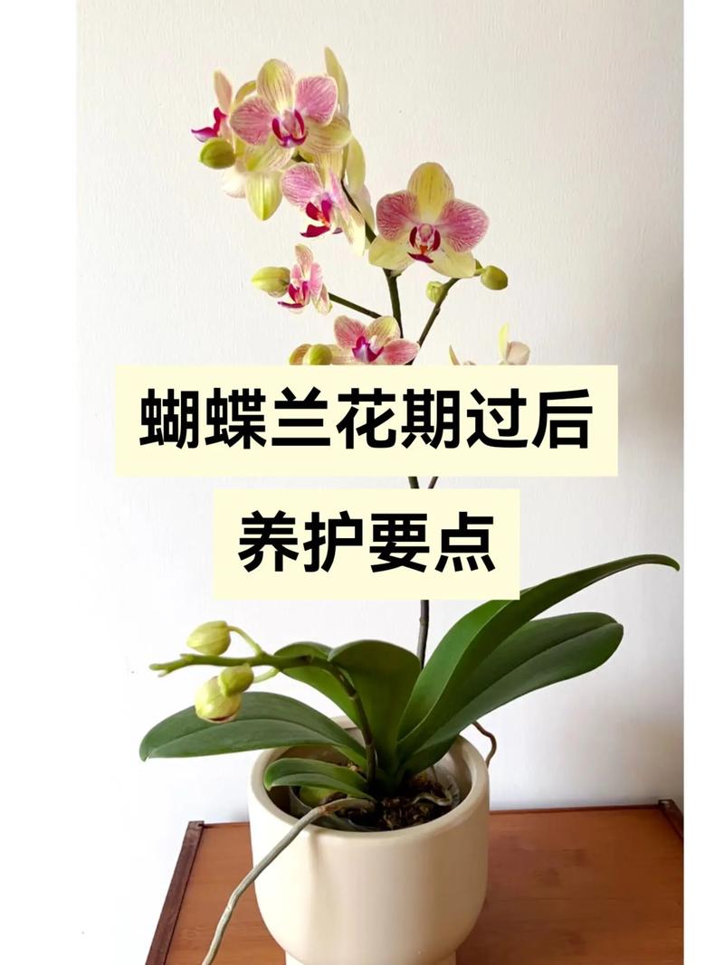 蝴蝶兰的养殖方法:花土怎么配才能养出好状态? 修剪:重点处理花梗和病弱根,叶片保留为主