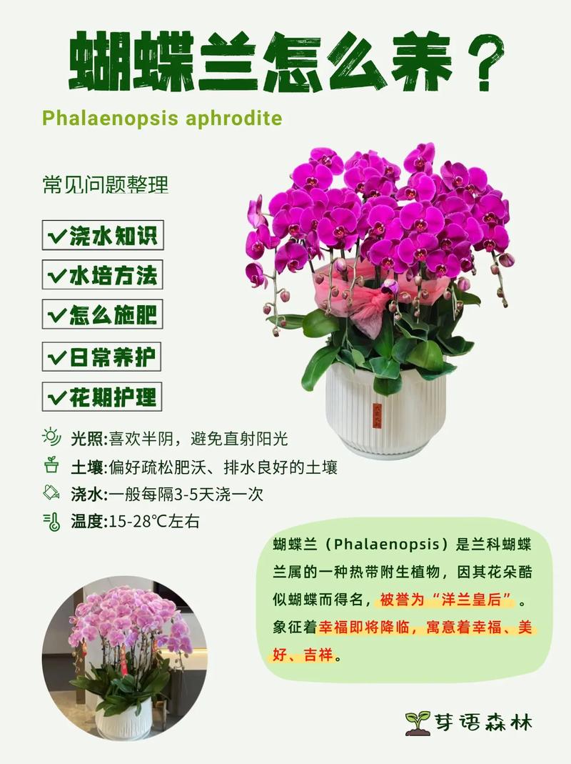 蝴蝶兰的养殖方法:花土怎么配才能养出好状态? 换盆与花土配制:透气介质是核心,搭配不需要过于复杂