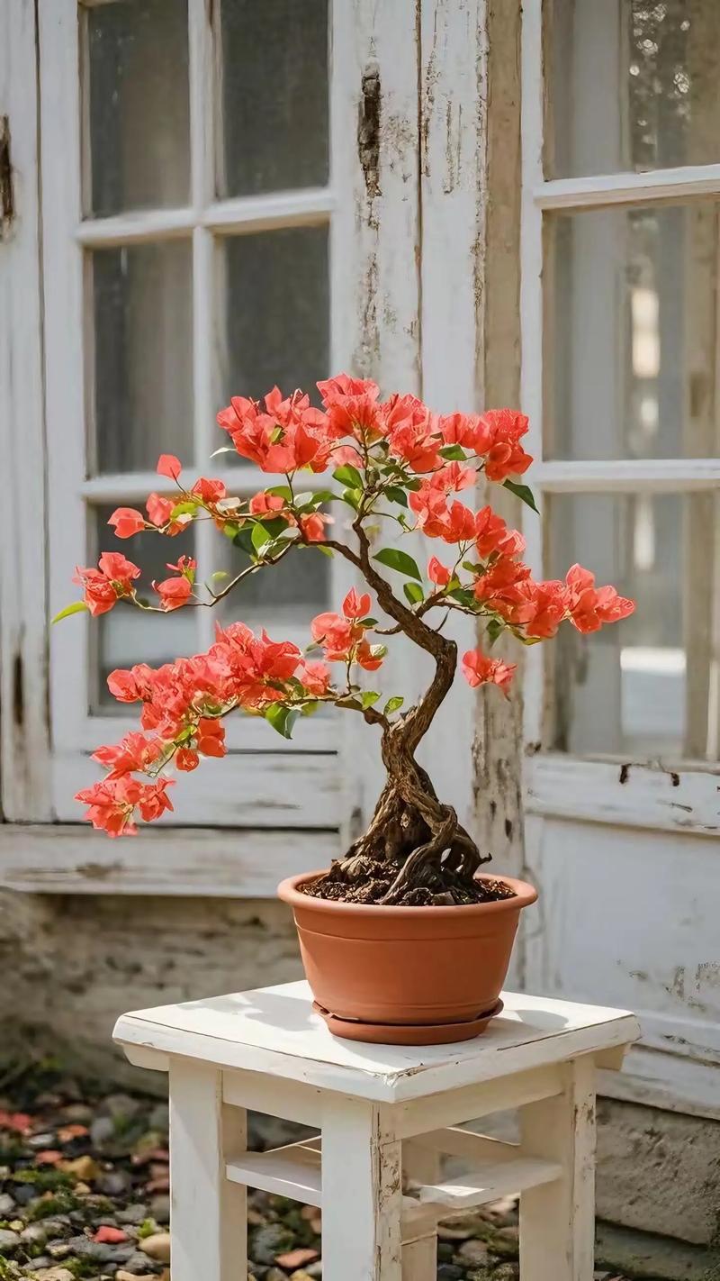 三角梅常年开花吗?花期时间表、促花技巧与不开花原因详解 三、家庭盆栽三角梅促花步骤