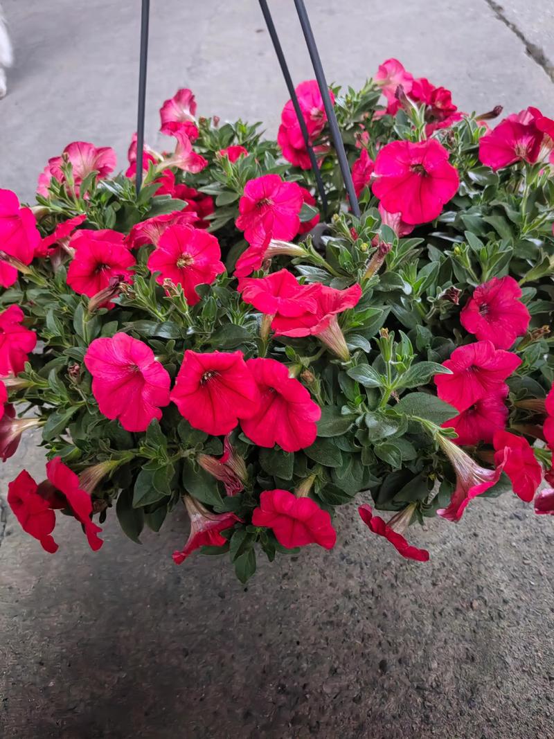 三角梅常年开花吗?花期时间表、促花技巧与不开花原因详解 四、三角梅不开花的常见原因与解决