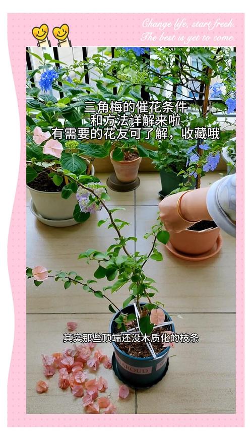 三角梅常年开花吗?花期时间表、促花技巧与不开花原因详解 总结