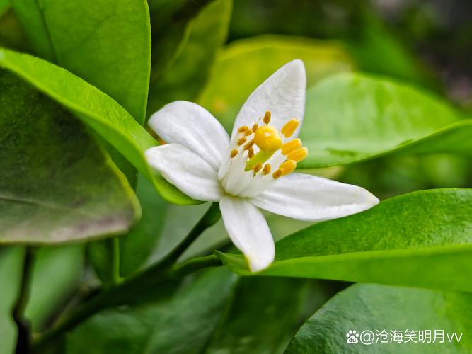小橘子树什么时候开花?花期、果期与促花养护全攻略 小橘子树什么时候开花?花期、果期与促花养护全攻略