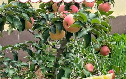 如何培育苹果苗：从嫁接育苗到成园定植的全流程技术指南