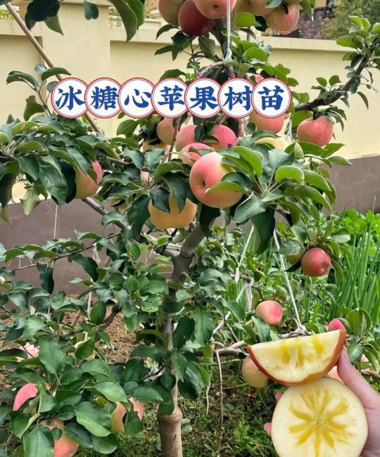 如何培育苹果苗：从嫁接育苗到成园定植的全流程技术指南
