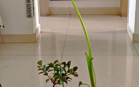 芋头发芽了怎么种植？家庭盆栽地栽全攻略