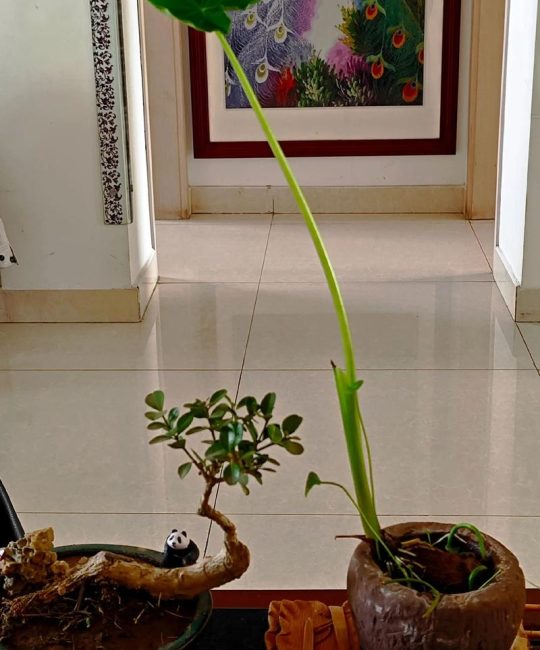 芋头发芽了怎么种植？家庭盆栽地栽全攻略