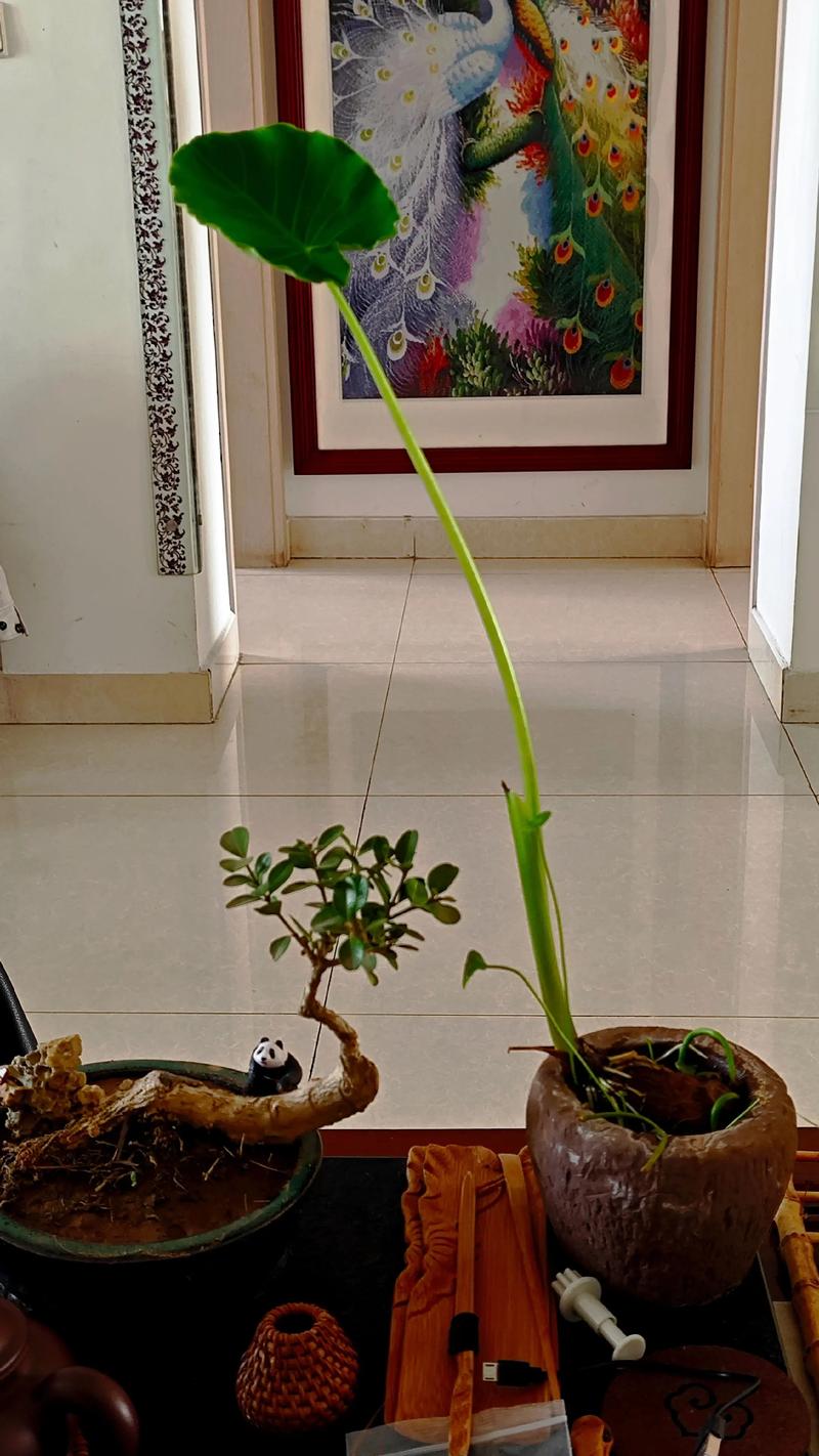 芋头发芽了怎么种植？家庭盆栽地栽全攻略