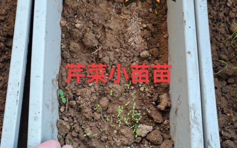 茴香苗种植时间和方法：从播种到采收的实操指南