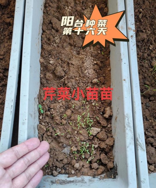茴香苗种植时间和方法：从播种到采收的实操指南