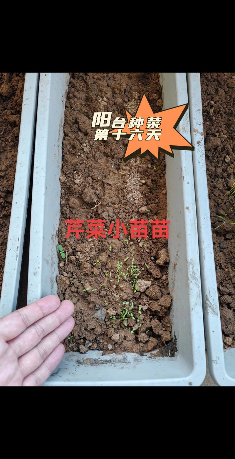 茴香苗种植时间和方法:从播种到采收的实操指南 茴香苗种植时间和方法:从播种到采收的实操指南