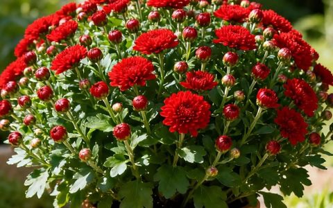 什么菊花好一点？家庭园艺首选球菊，掌握这6点年年开爆盆