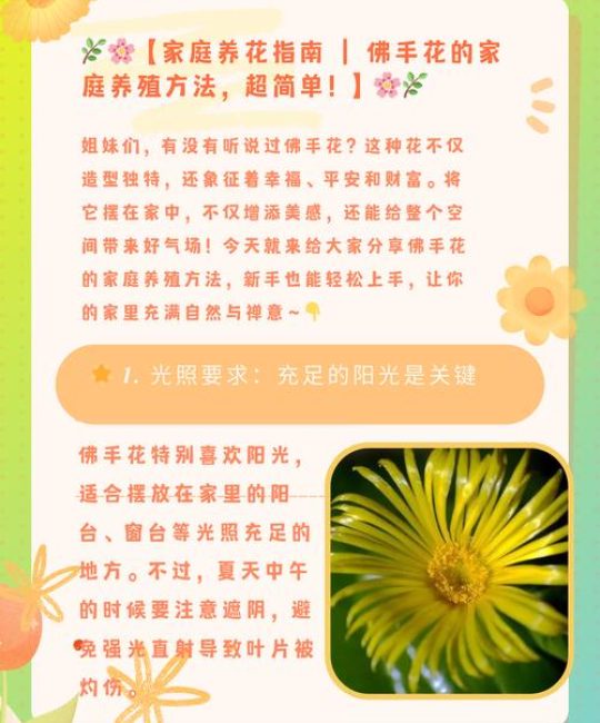 佛手花冬天怎么养？家庭园艺专家教你六个正确的养护步骤
